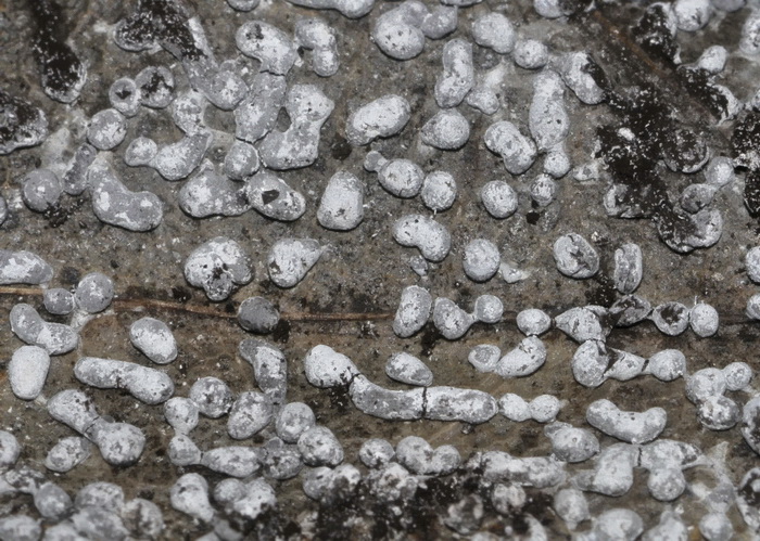 Physarum cinereum